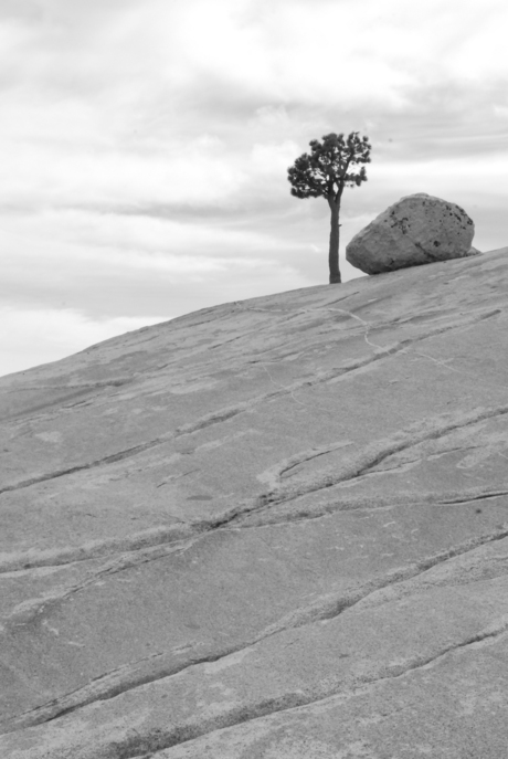 Lonely Pine