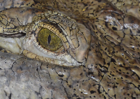 Eye of the Crocodile.