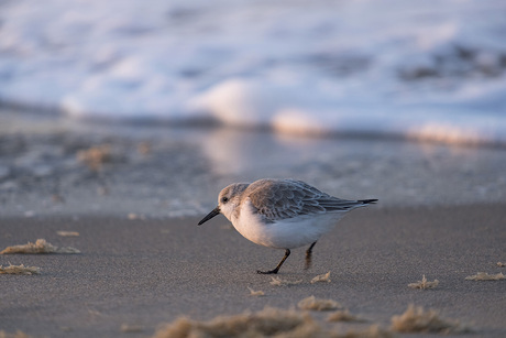 rennende strandloper