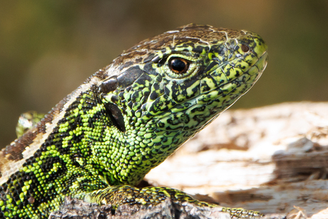 Zandhagedis