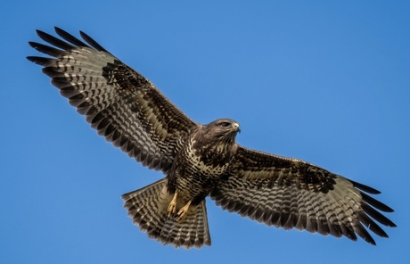 Buizerd
