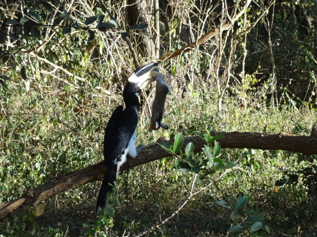 Neushoornvogel eet konijn