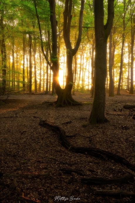 Ontwaken van het bos