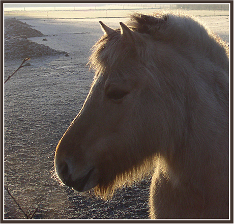 Paardenhoofd in tegenlicht