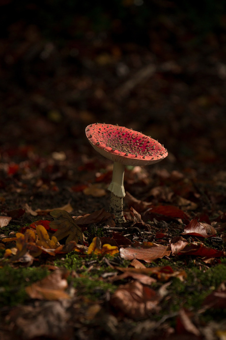 Lonely fly agaric accented by the sun