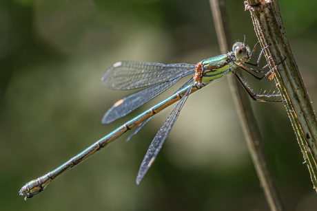 libelle