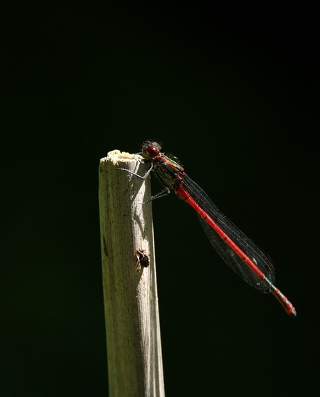Rode vuurjuffer in het zonnetje