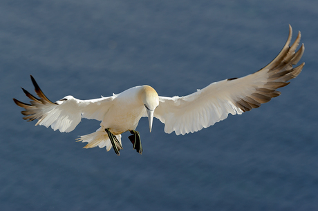 Jan van Gent, Helgoland