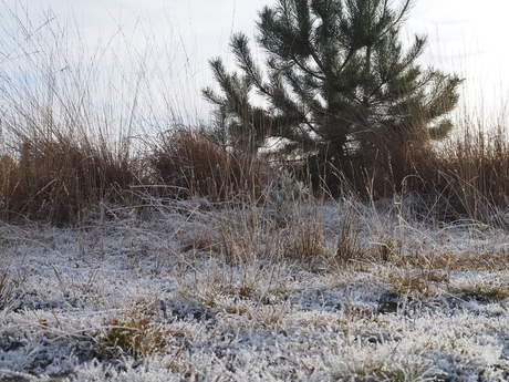 Winter landschap