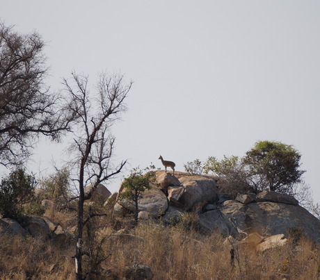 Klipspringer