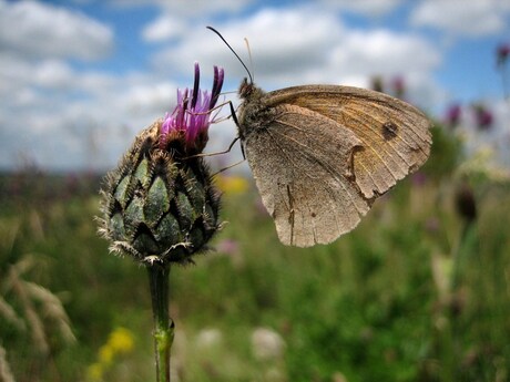 Like a moth to a... flower