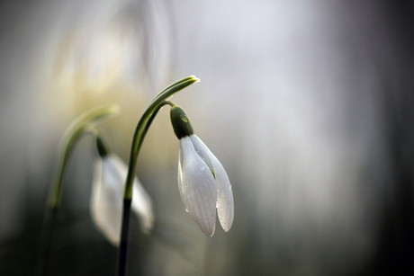 snowdrop fairytale