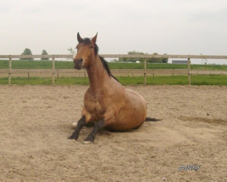 Groninger paard