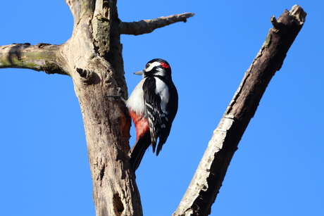Hoor wie klopt daar..