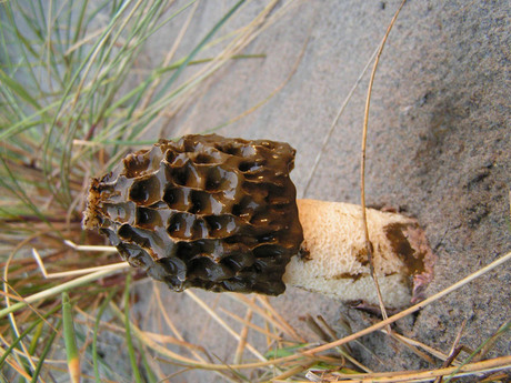 Herfst op het strand