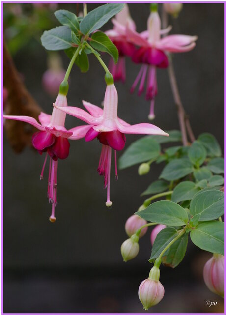 Fuchsia