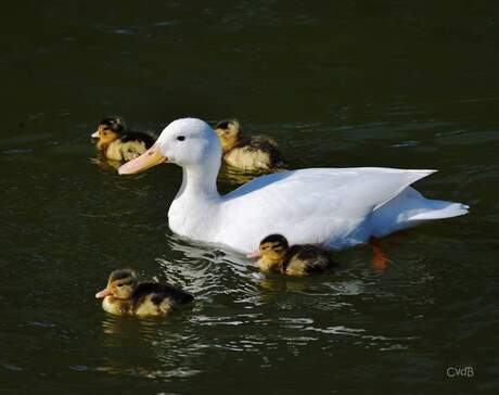 Familie eend