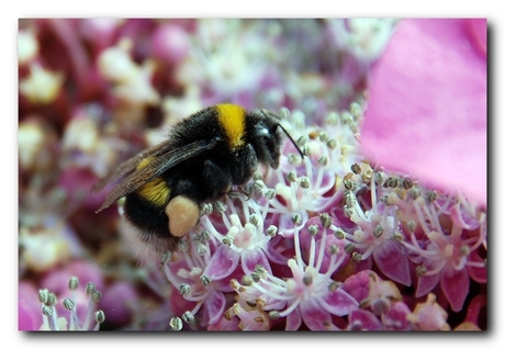 Verzamel Hommel