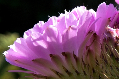 cactusbloemmen