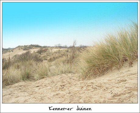 Kennemer Duinen