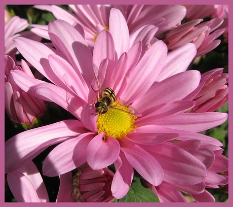 Bijtje en bloemetjes