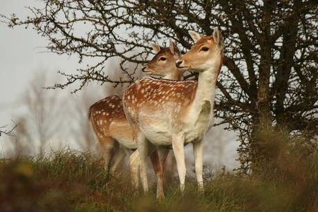 Amsterdamse waterleiding duinen