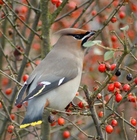 Pestvogel