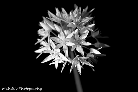 Wild Garlic Flower