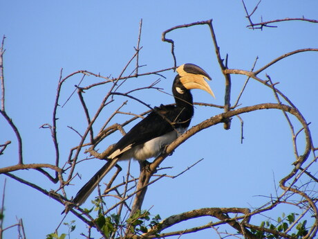 Neushoorn vogel