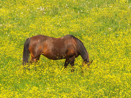 Lente-wei met paard