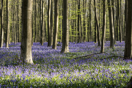 Hallerbos