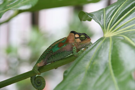 Close-up van cameleon