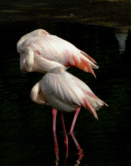 Flamingos in ochtend zon