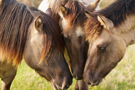 Konikpaarden in Wassenaar