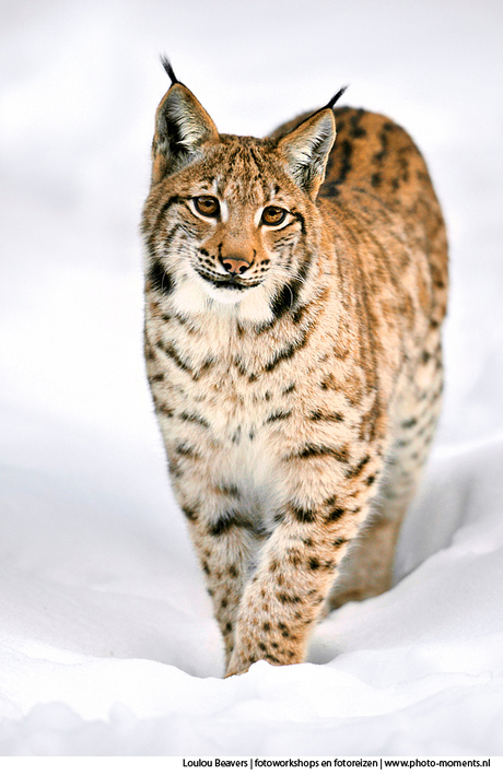 Lynx