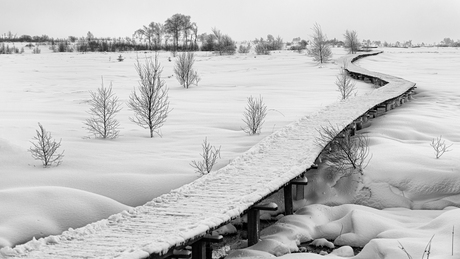 meandering through the snow