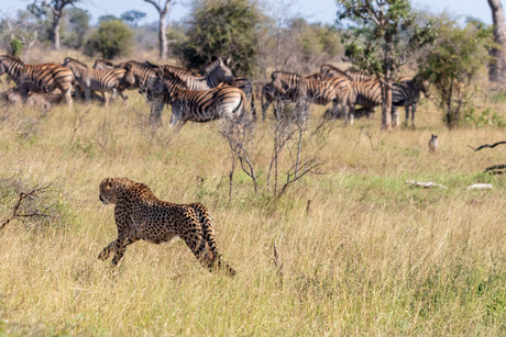 Cheetah in de aanval