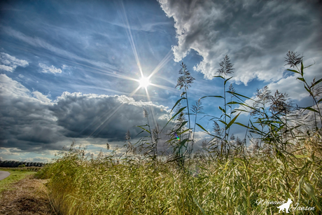 Between the reeds and the clouds