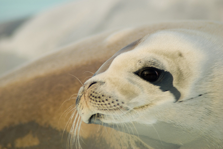 close op crabeater seal