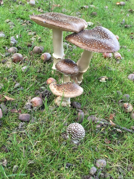 Groepje paddestoelen