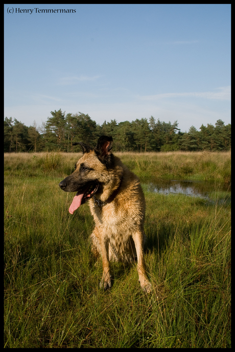 Mijn waakhond