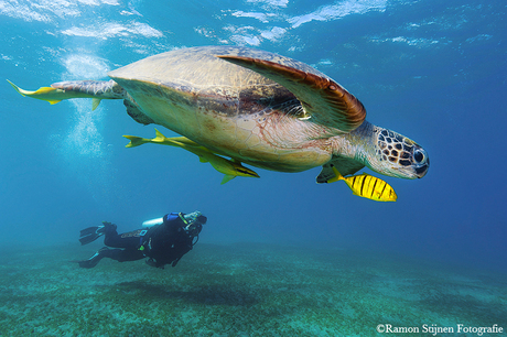 Giant Green Turtle