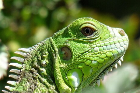 Iguana in Curacao
