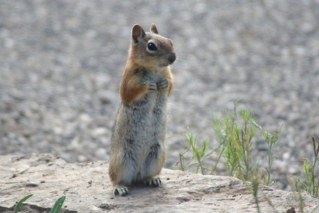 Chipmunk