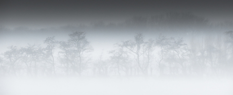 Ochtendnevel in de winter