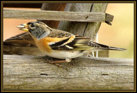 Wie herkent deze vogel?