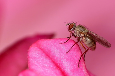 Een vliegje in het roze...
