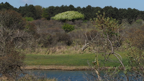 Green view