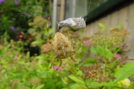 Vlinder ten prooi aan kruisspin