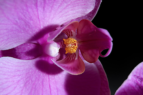 Orchidee